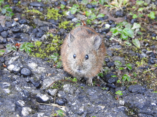 Large-eared Pika