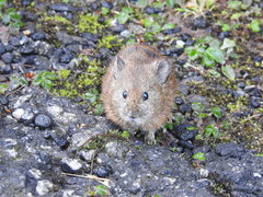 Ochotona macrotis