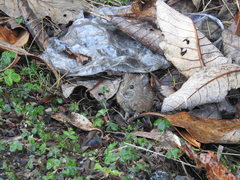 Ochotona macrotis