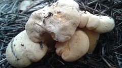 Cantharellus formosus