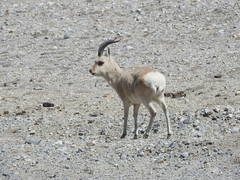 Procapra picticaudata