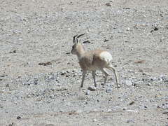 Procapra picticaudata