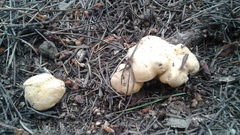 Cantharellus formosus