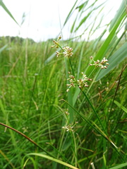Juncus subnodulosus