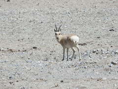 Procapra picticaudata