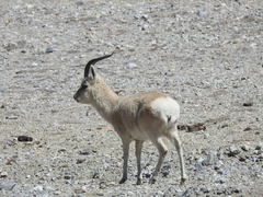 Procapra picticaudata