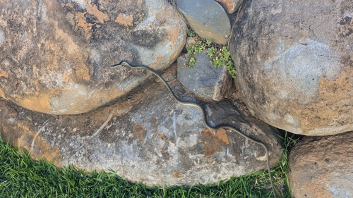 Common Tree Snake sighting