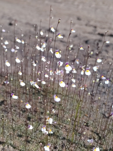 Utricularia parthenopipes