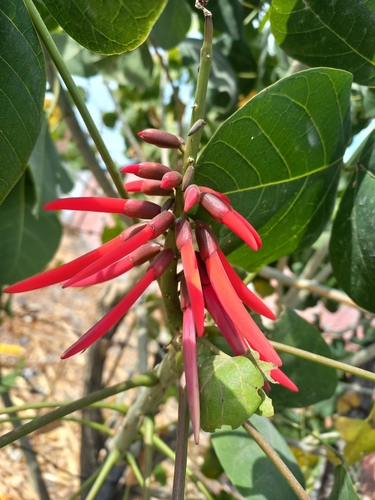 Foto de Mulungu