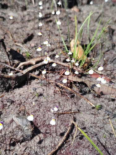Utricularia parthenopipes, photograph 2