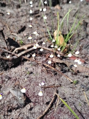 Utricularia parthenopipes, photograph (c) Fabricio Carvalho da Silva, some rights reserved (CC BY)