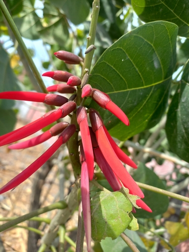 Foto de Mulungu