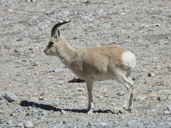 Procapra picticaudata