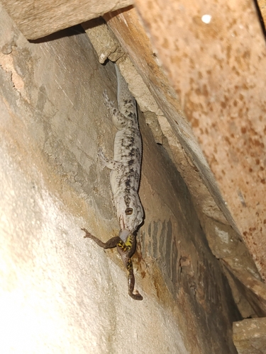Brazilian Gecko, Phyllopezus pollicaris
