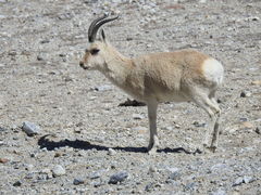 Procapra picticaudata