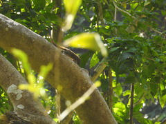 Funambulus sublineatus