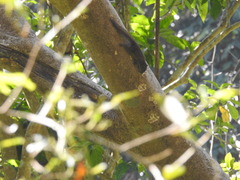 Funambulus sublineatus