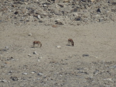 Equus kiang
