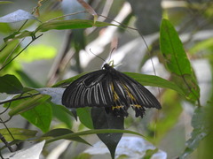 Troides minos