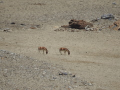 Equus kiang