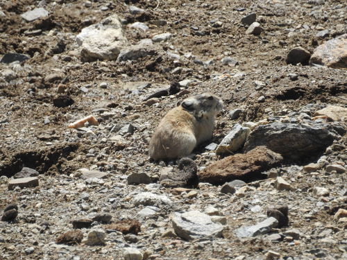 Plateau Pika