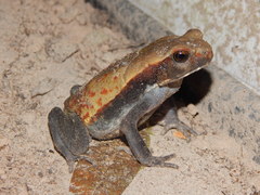 Rhaebo guttatus
