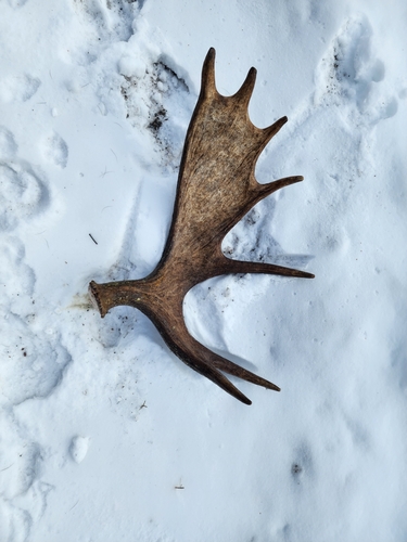 Moose photographed in Minnesota