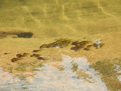 Clinotarsus curtipes