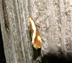 Harpella forficella