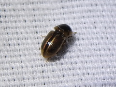 Labarrus cincticulus