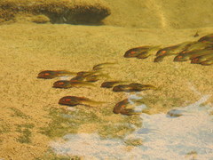 Clinotarsus curtipes