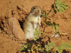 Indian Desert Jird photo 3