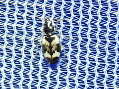 Tetragonoderus fasciatus