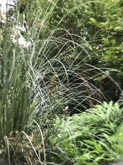 Miscanthus sinensis