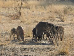 Sus scrofa cristatus