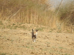 Vulpes vulpes pusilla