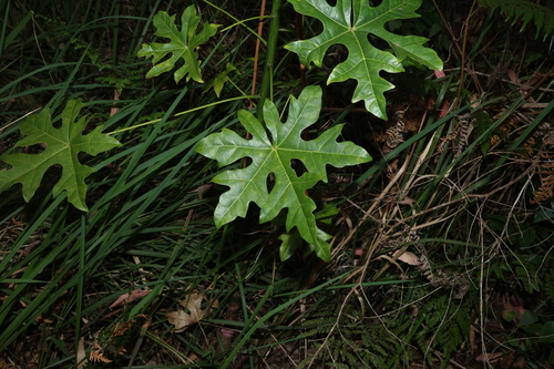 Brachychiton acerifolius