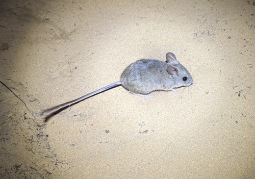 Mitchell's Hopping Mouse