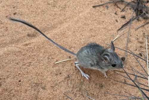 Mitchell's Hopping Mouse