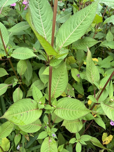 Foto de Balsamina