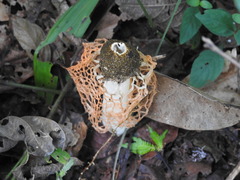 Phallus luteus