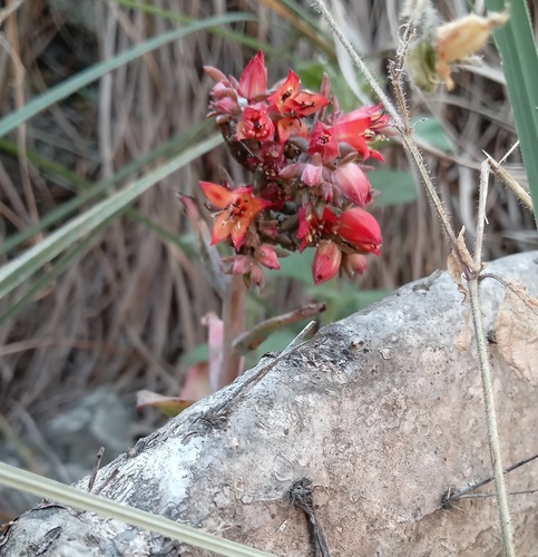 Rosa-de-pedra