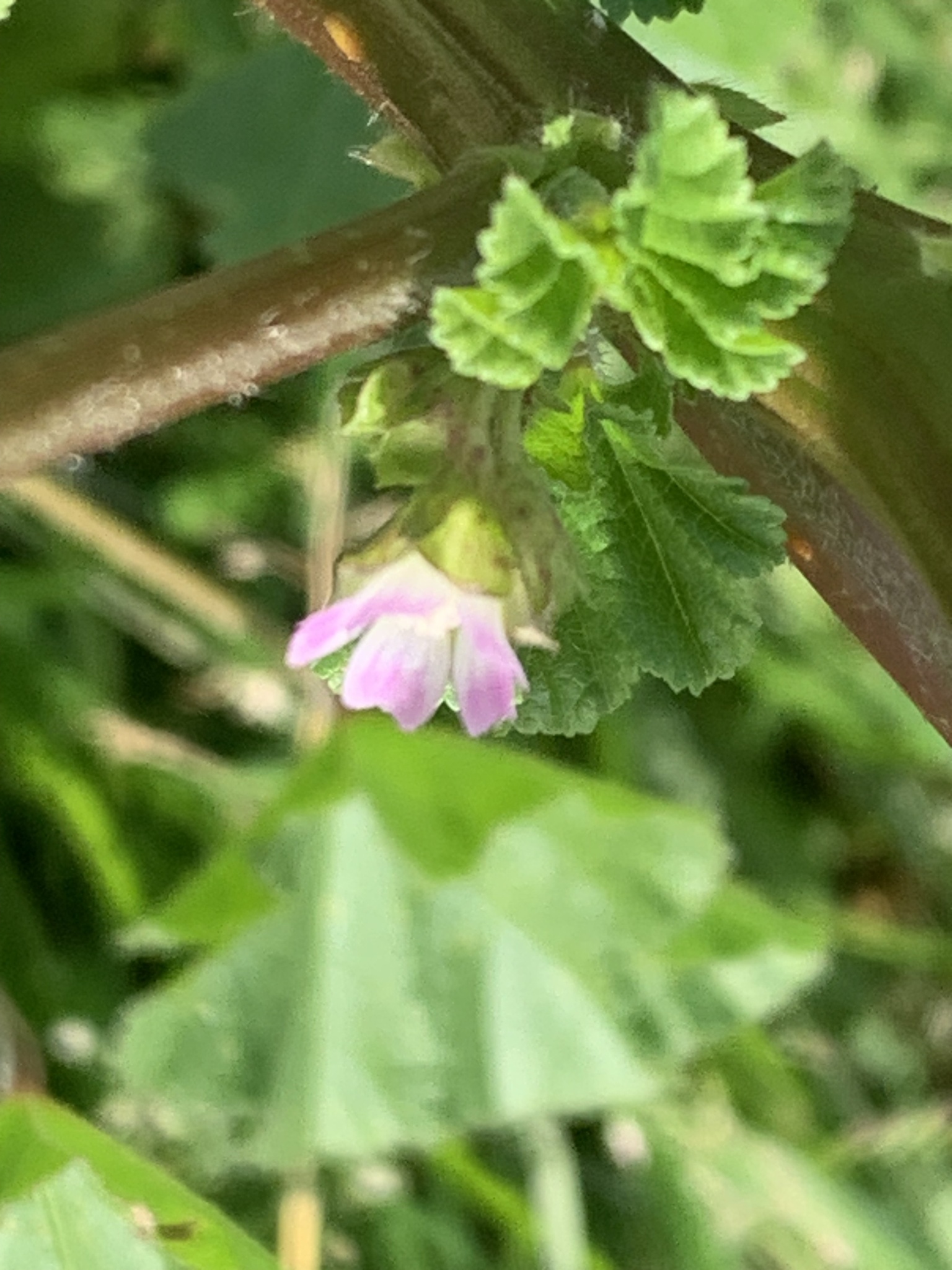 Imagem de Malva-branca