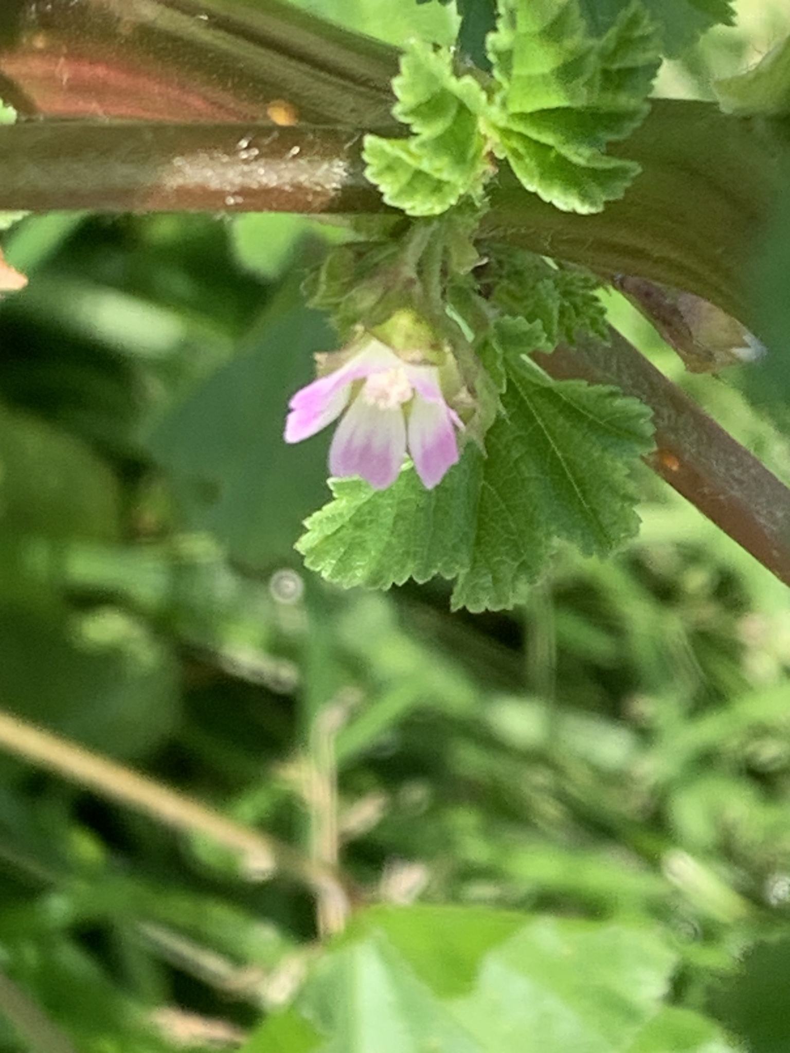 Imagem de Malva-branca