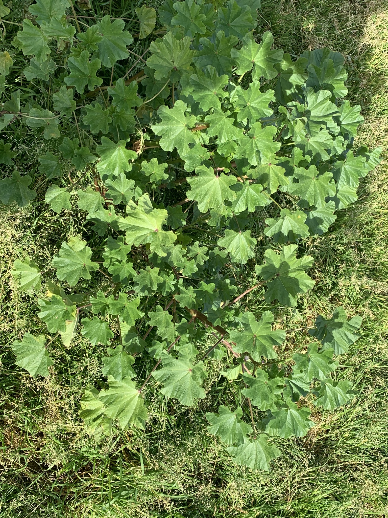 Imagem de Malva-branca