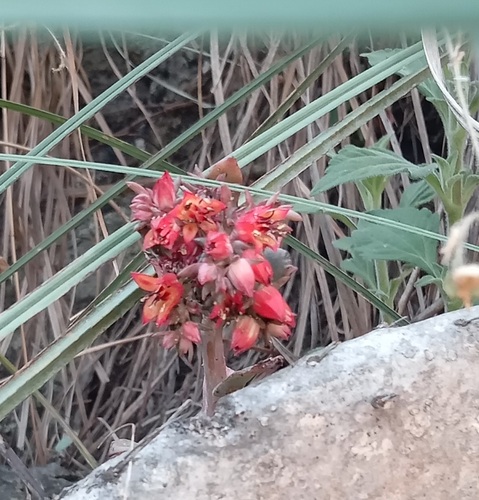 Foto de Rosa-de-pedra