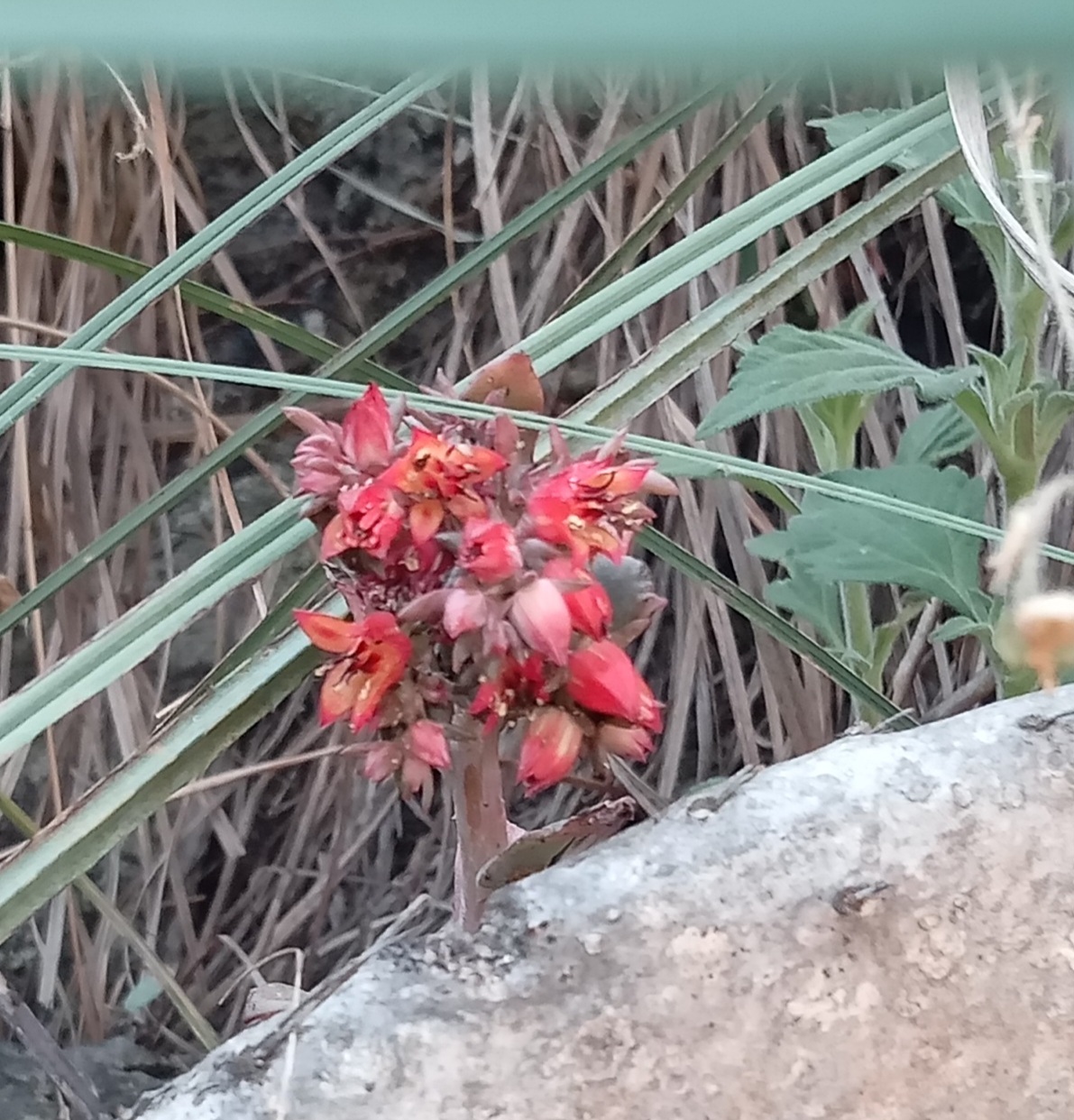 Imagem de Rosa-de-pedra