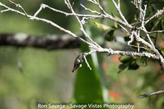 Anthracothorax dominicus