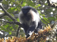 Macaca silenus