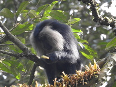 Macaca silenus
